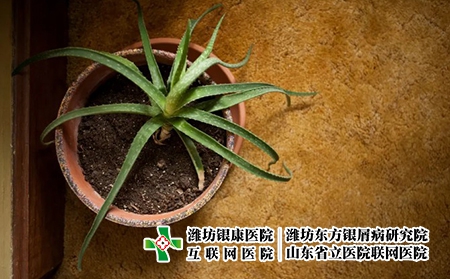 盆栽   草