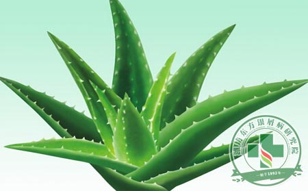 芦荟对银屑病患者有什么可以处？ 