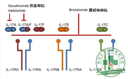 新型银屑病治疗药物的实验结果表明可多数清除银屑病