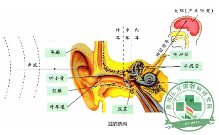 诱导突发性耳聋的原因或许是因为银屑病的发生