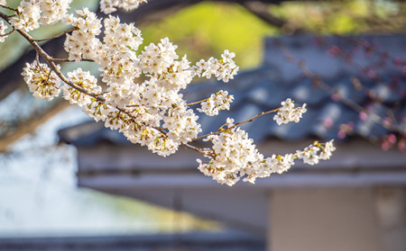 春季银屑病加重,银屑病春季反复